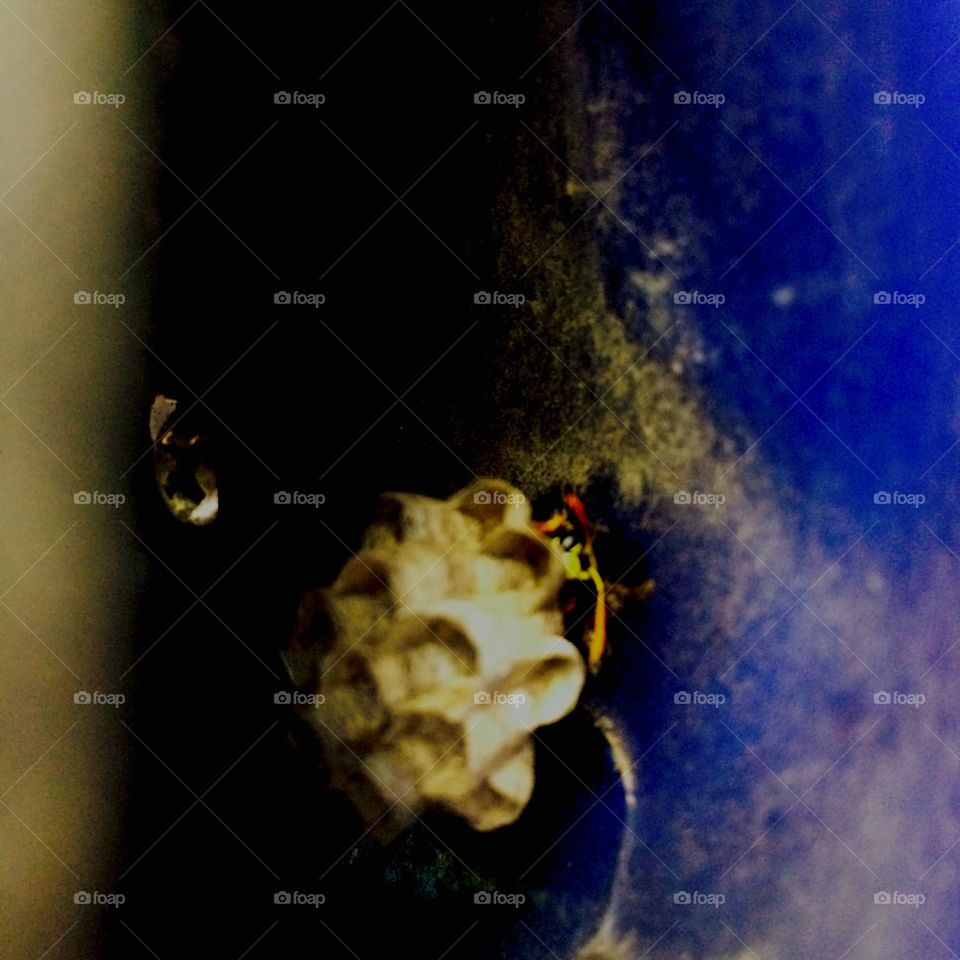 Wasp in the car mirror