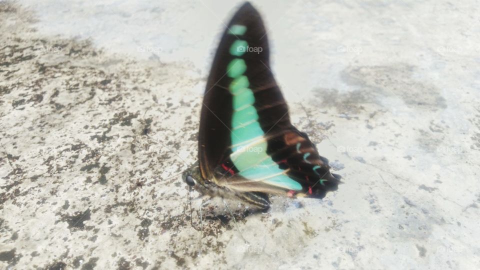 A beautiful Tosca green butterfly perched on a wet terrace.