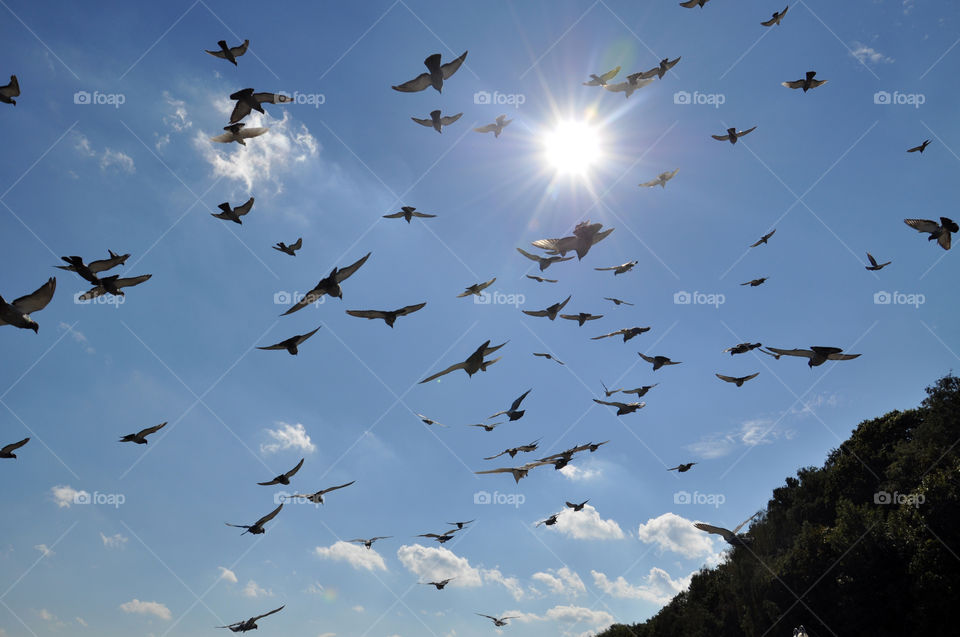 Bird, Flight, Sky, Goose, Pigeon