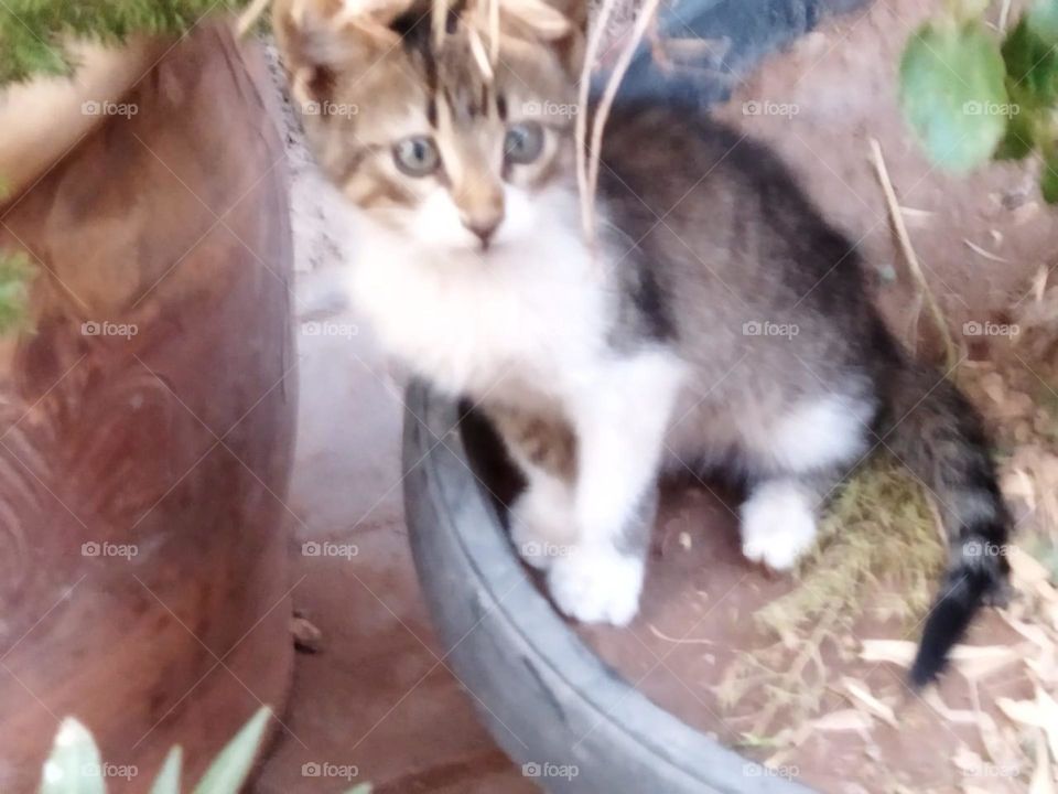 Beautiful cat looking at camera