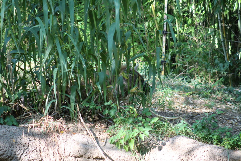 hyena hiding in the grass