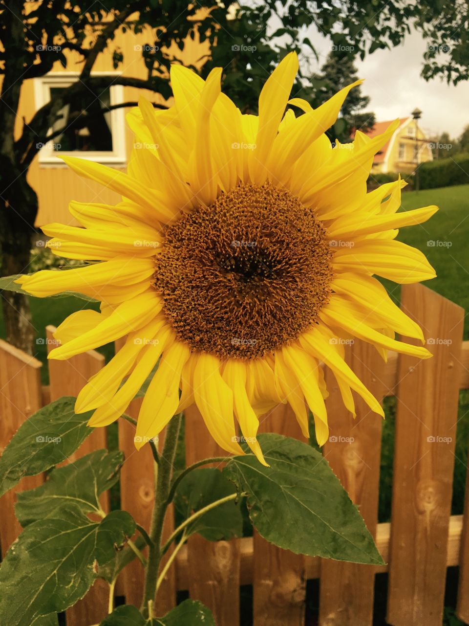 Sunflower