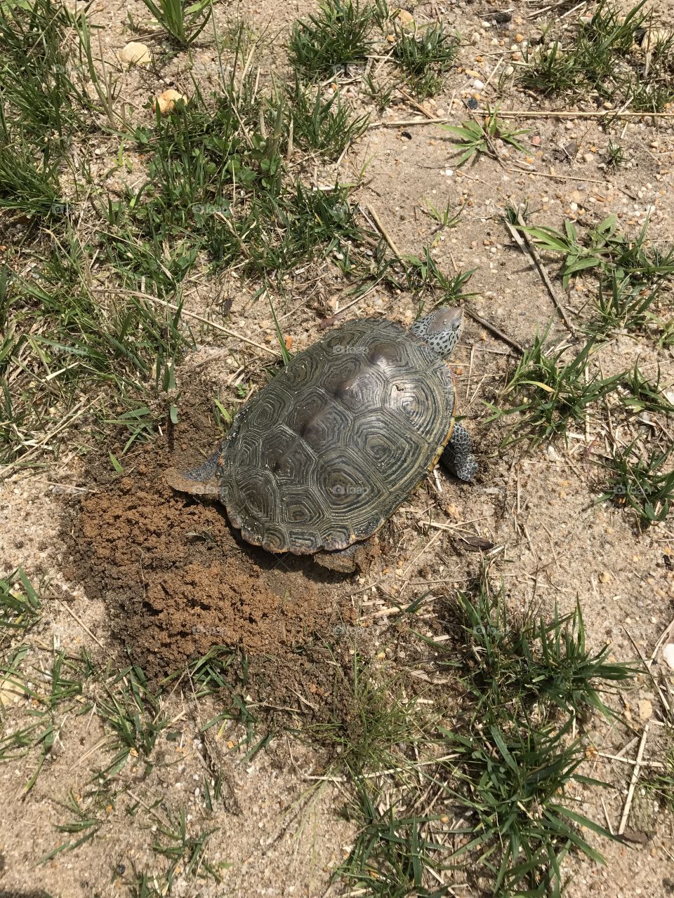 Turtle laying eggs
