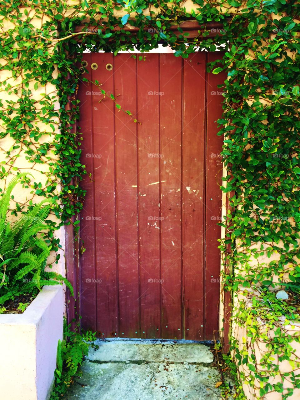 Wooden gate with vines