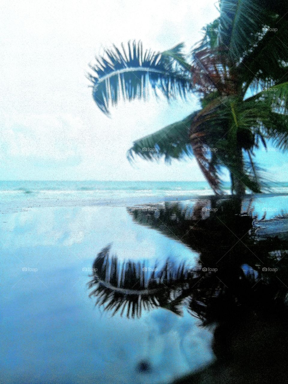 Palm tree reflection