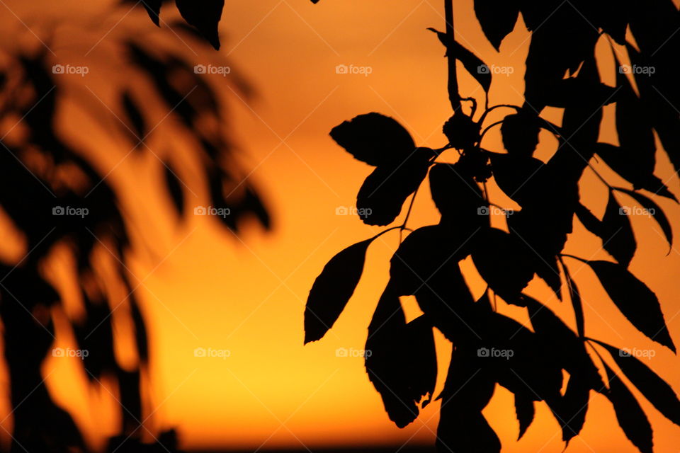 Sunset through the trees
