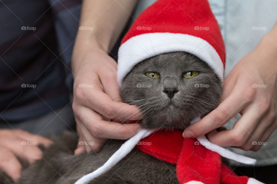 cat in Santa's hat