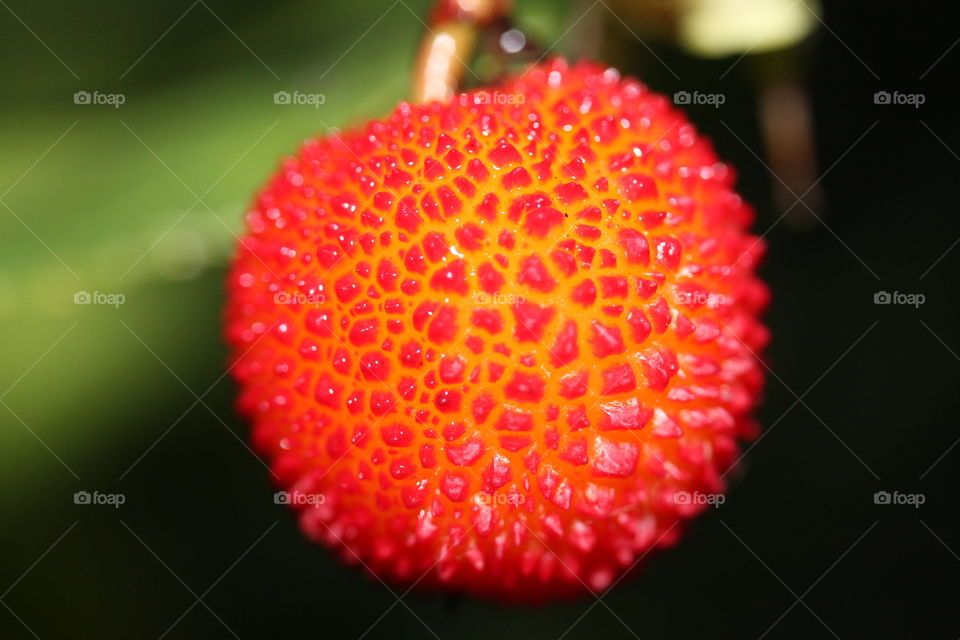 strawberry tree