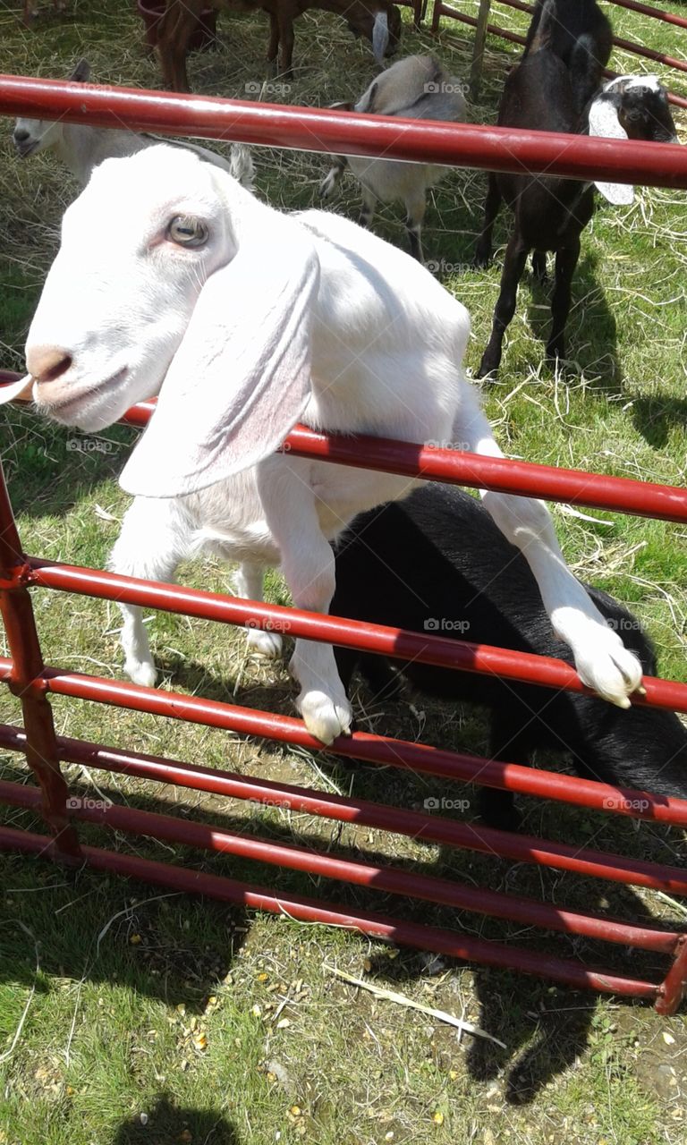 This goat is such a model lol