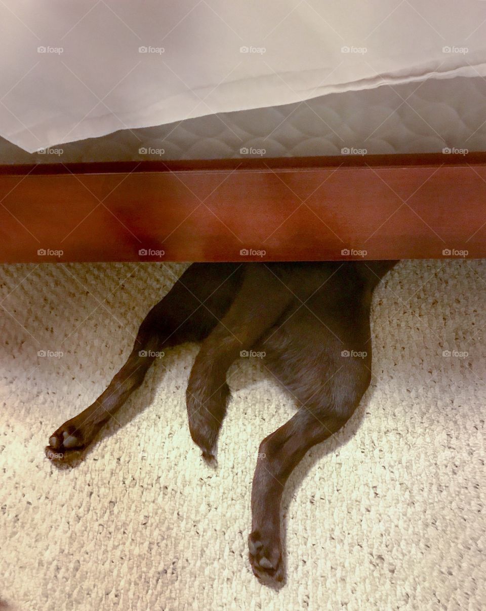 Dog’s favourite spot is under the bed 