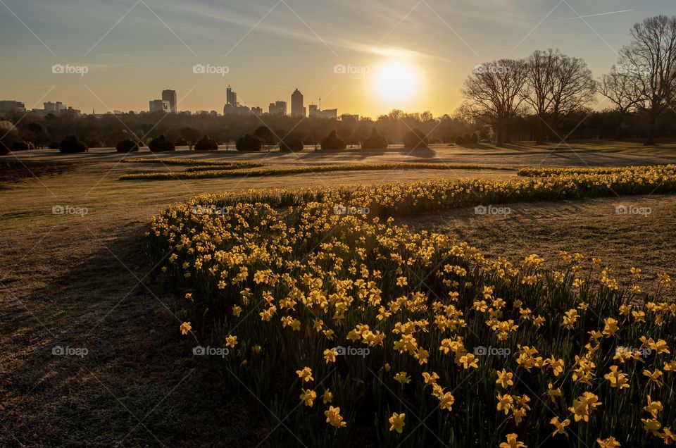 Foap, Landscapes of 2019: Sunrise over the city. Raleigh, North Carolina skyline as seen from Dorothea Dix Park at the daffodil garden.