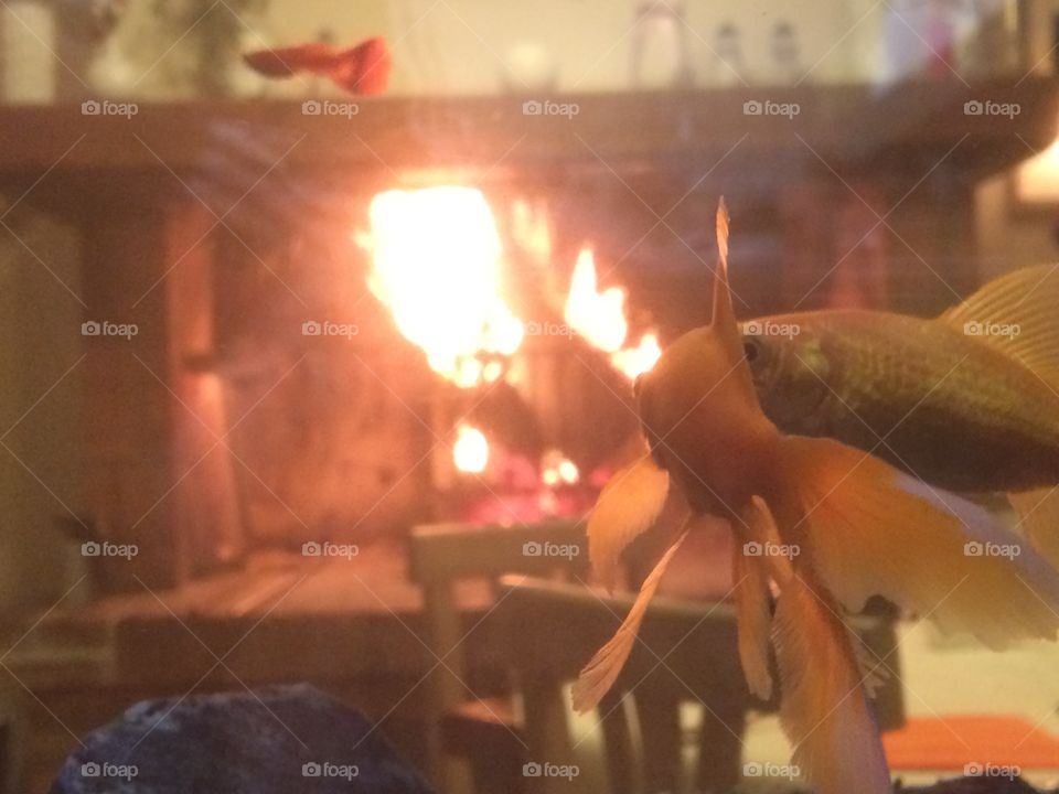 Fish and fire