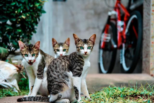 Three Muscateers