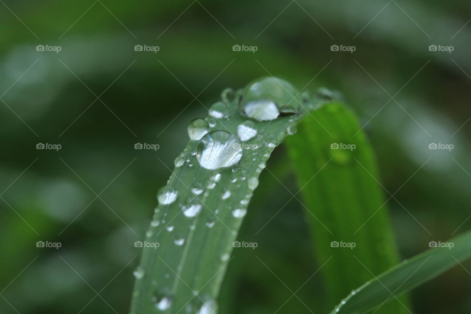 drop on the grass