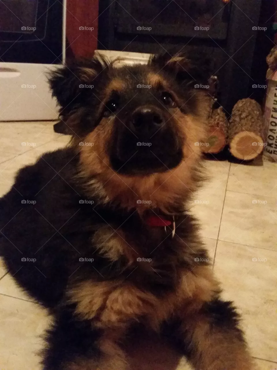 Dog, Mammal, Pet, Canine, Portrait