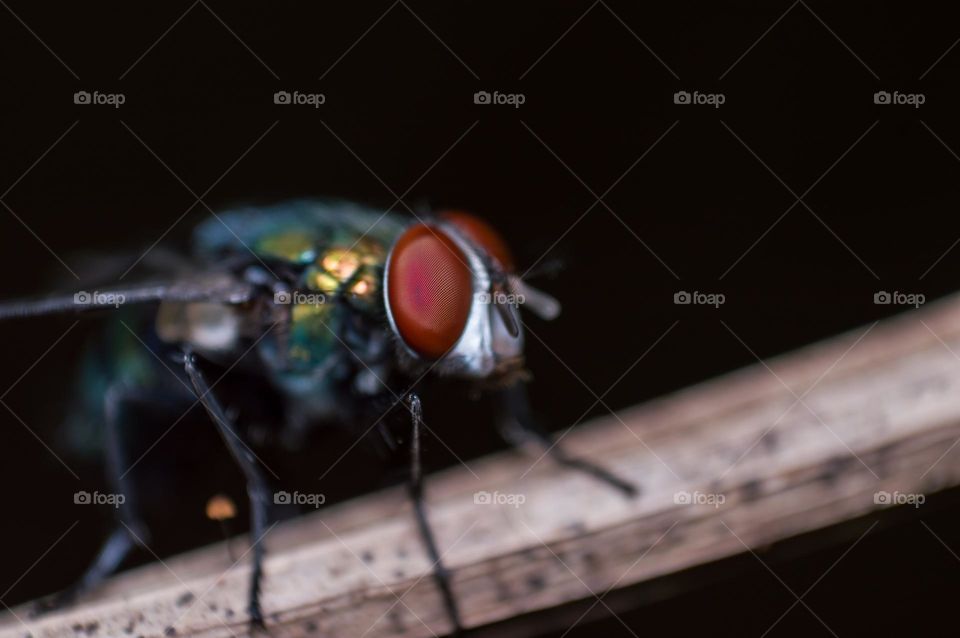 Macro view of housefly's eye.