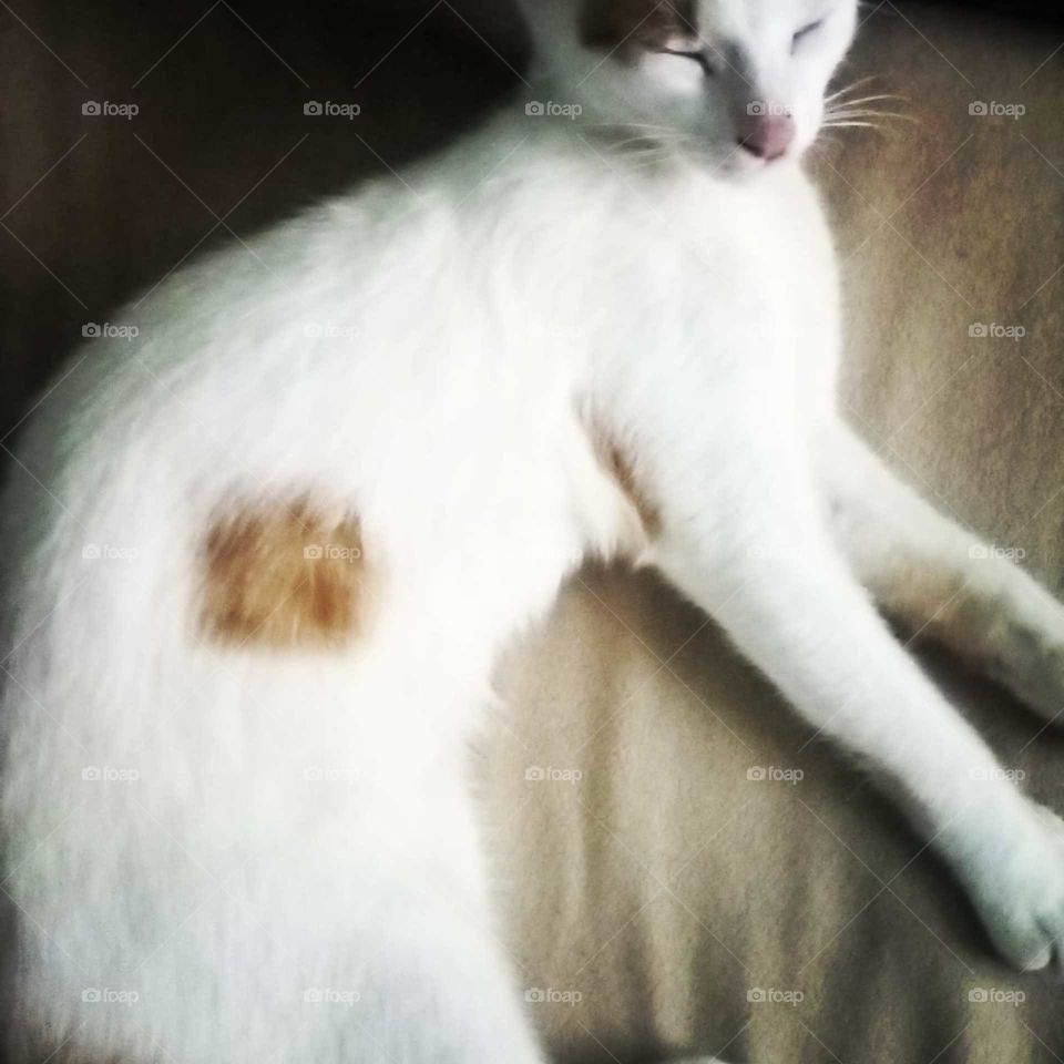 have you ever see a cat that sleeping like this before well now you see of the most beautiful cat sleeps.