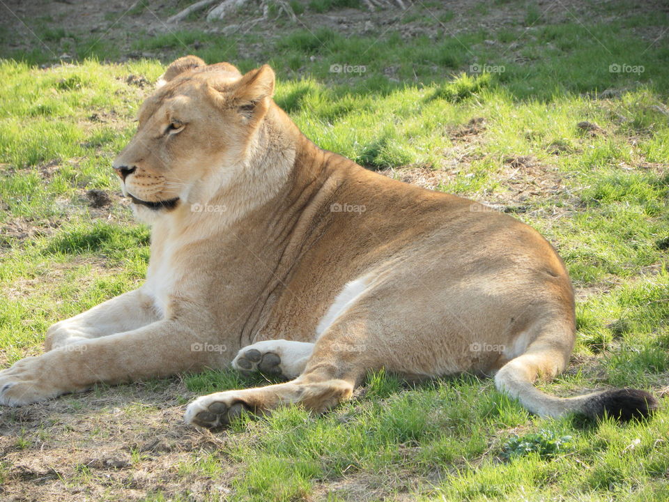 Lioness taking her rest