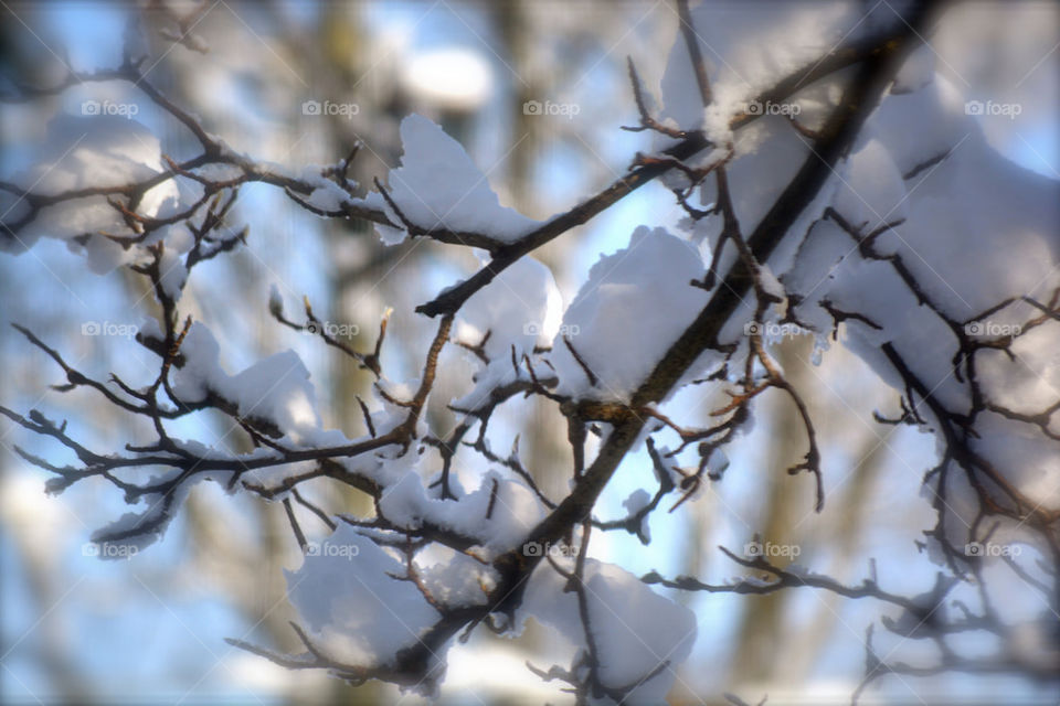 Tree snow