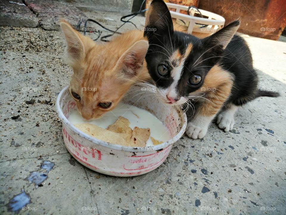 Furry friends. Two little cute cats drinking milk in the bowl.