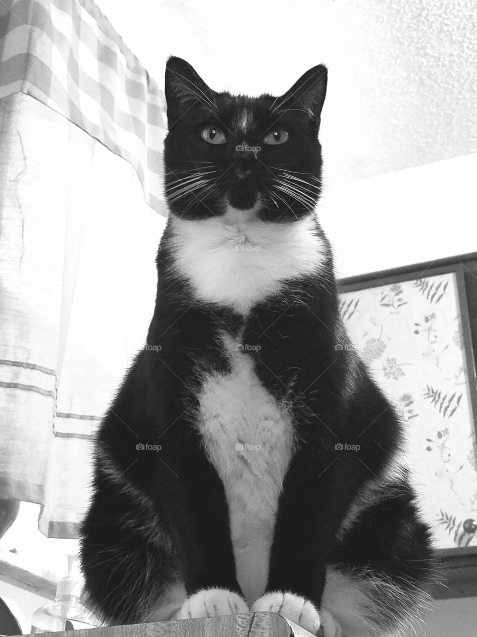 tuxedo cat