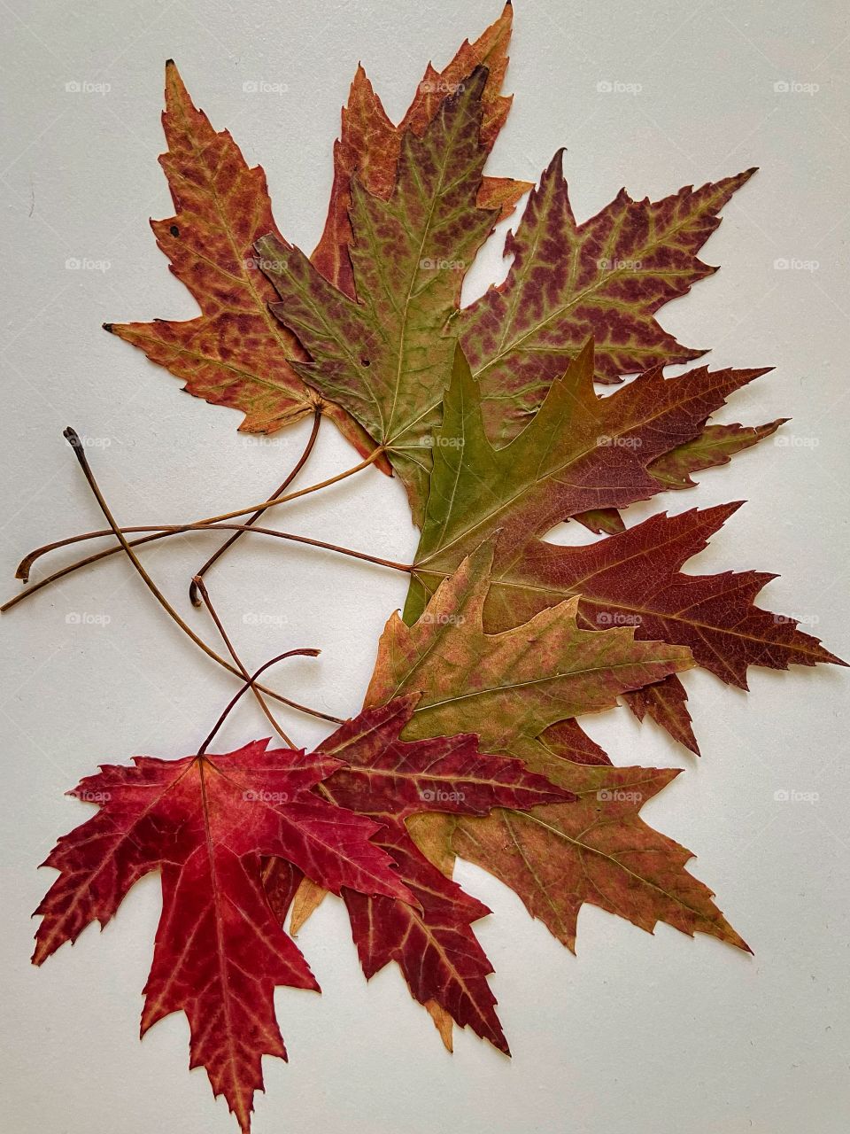 โLife starts all over again when it gets crisp in the Fall.โ The season of change where colorful leaves, although breathtaking, are beautifully ending their lifecycle and the wind of change is preparing for new beginnings. ๐๐