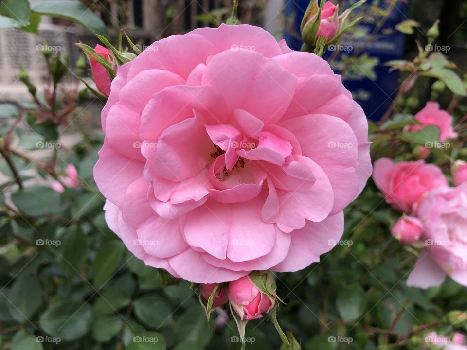 A pretty fine pink rose l think, with lots more arriving soon