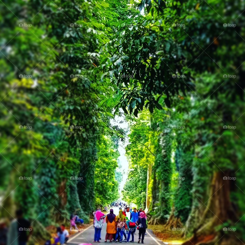 Walking people on road between tree