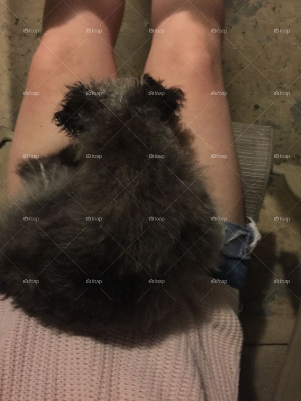 Cuddle puppy. Chilling with a friend and her dog at a summer party 