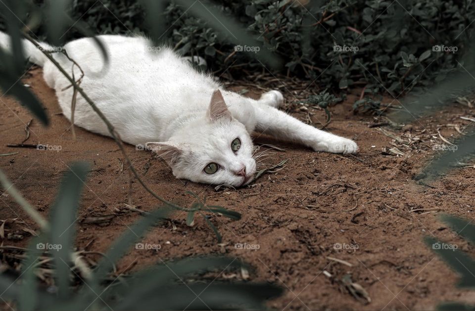 White Cat