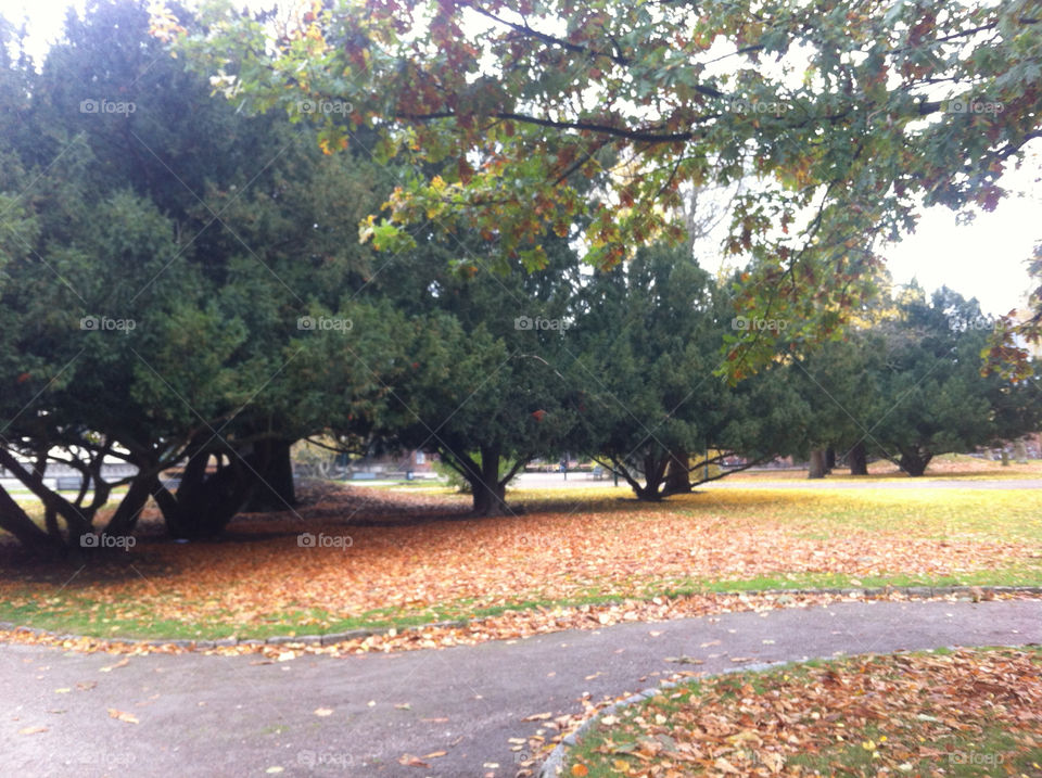 Tree, Landscape, Park, No Person, Fall