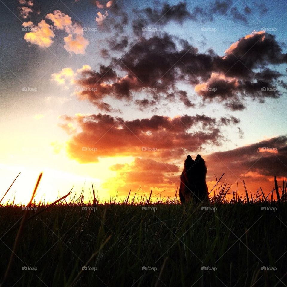 German shepherd running in the sunset