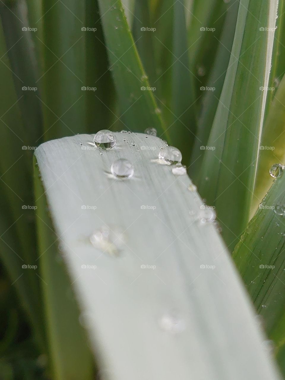 raindrops on daffodil leave