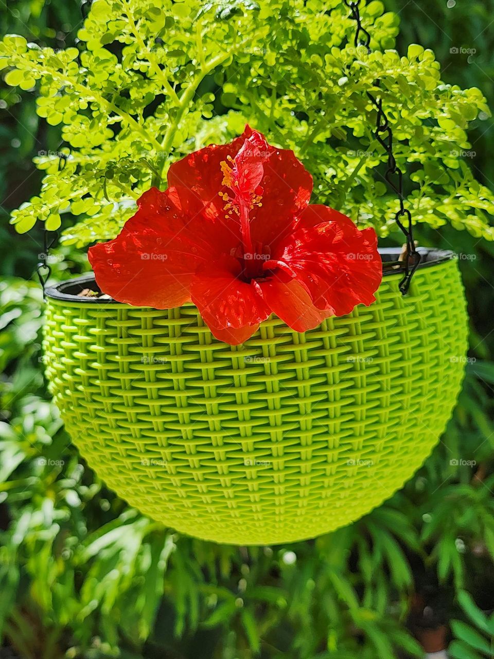 basket with red hisbicus