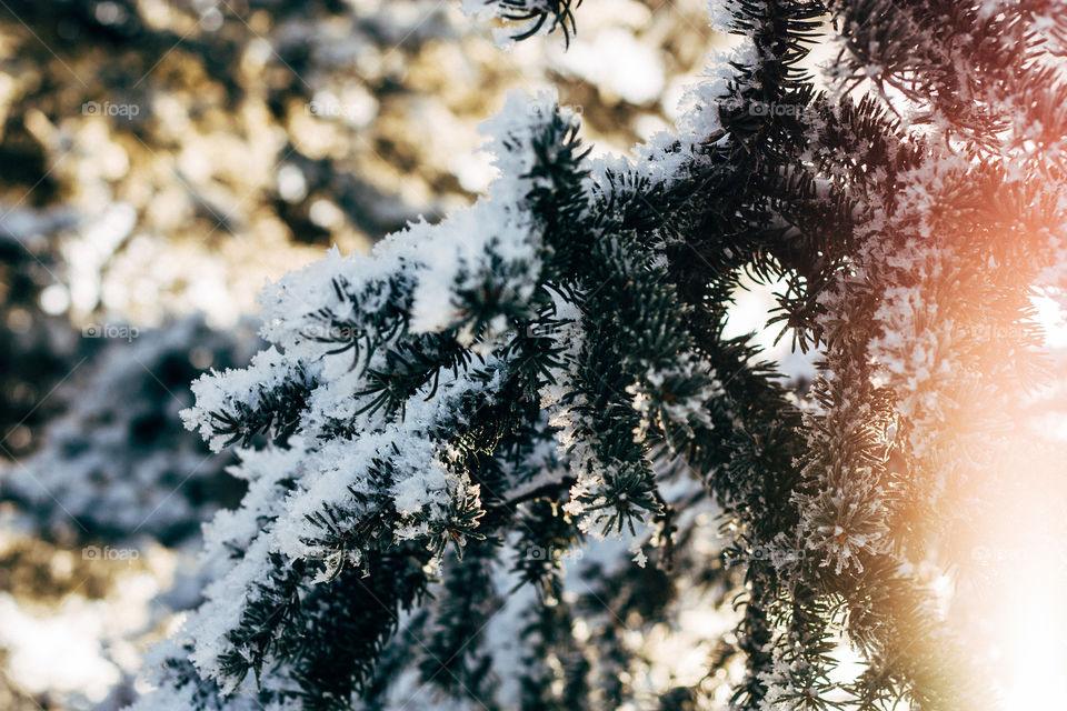 Morning Frost in the forest at sunrise