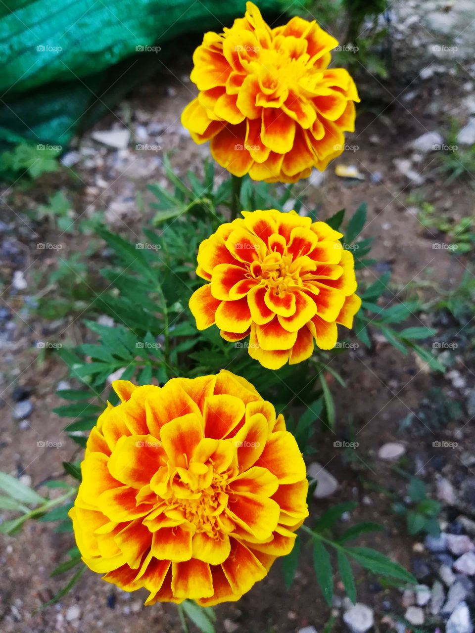 Beautiful marigold in the garden. Vivid yellow flowers in cloudy morning