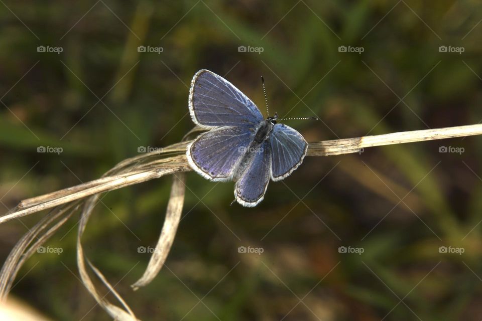Short-tailed blue