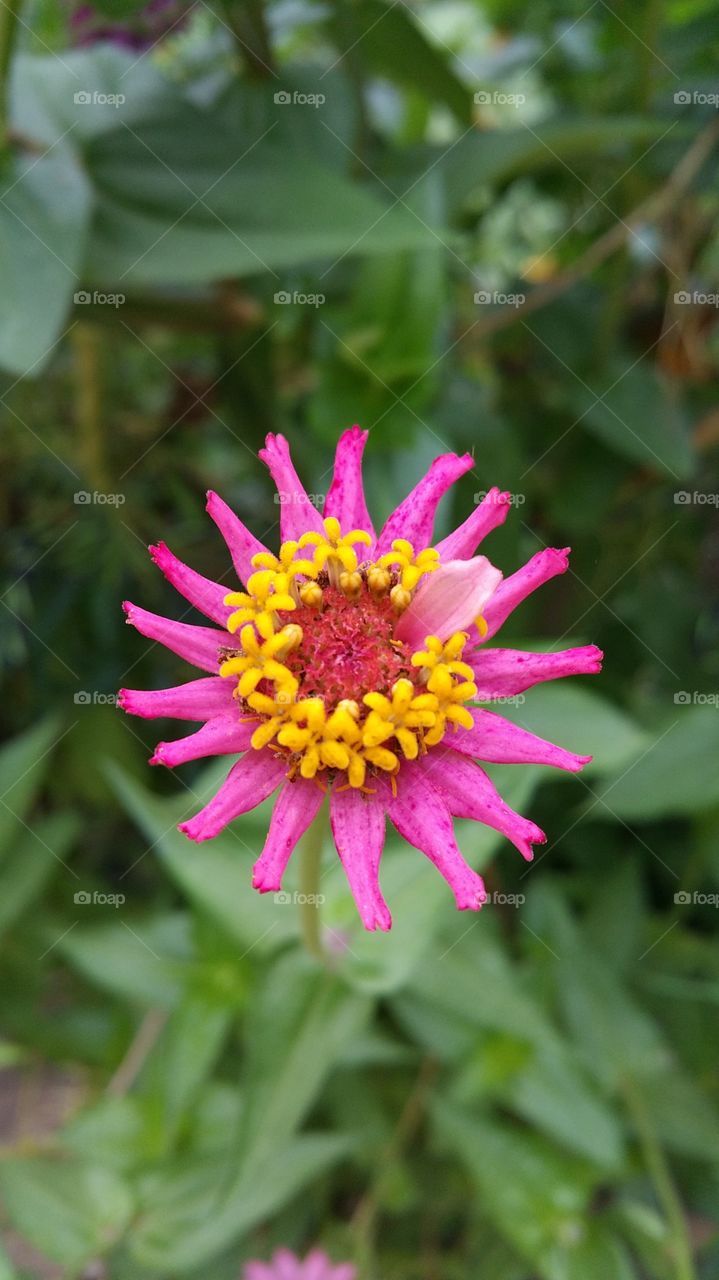 dark pink. dark pink and yellow flower