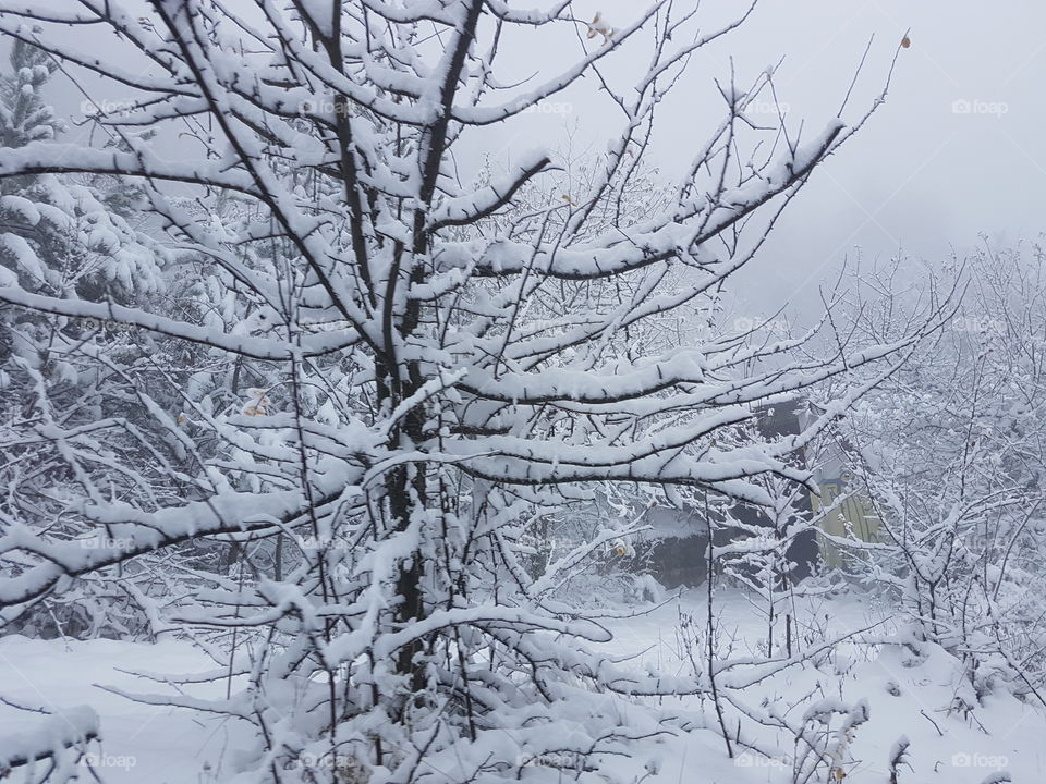 Snowy tree