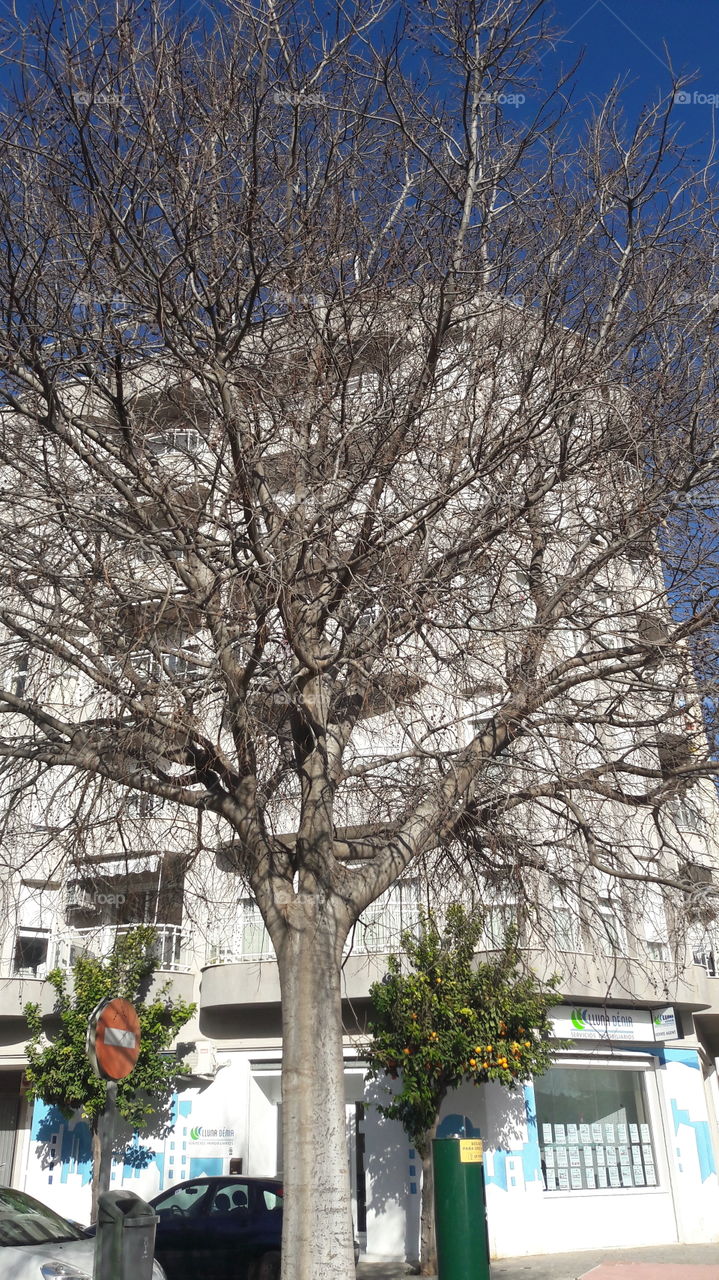 invierno .  árbol.