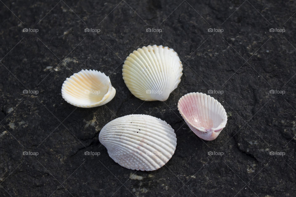 Four sea shells on black rock 