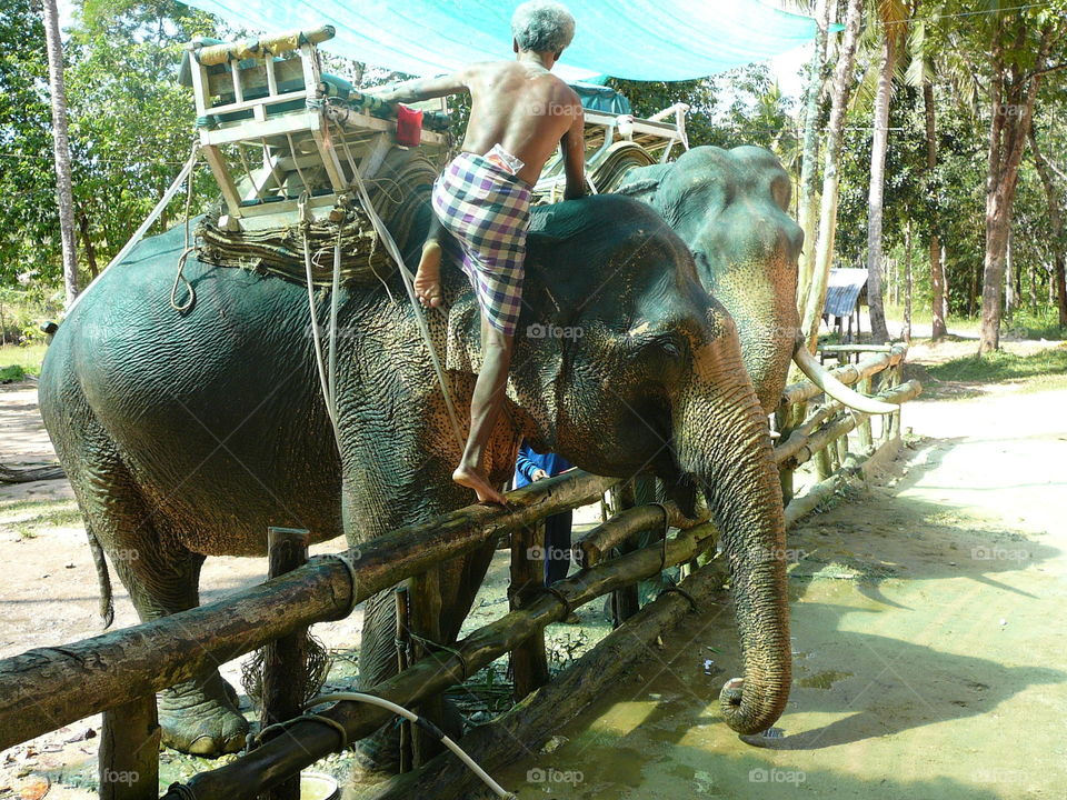Climbing on elephant