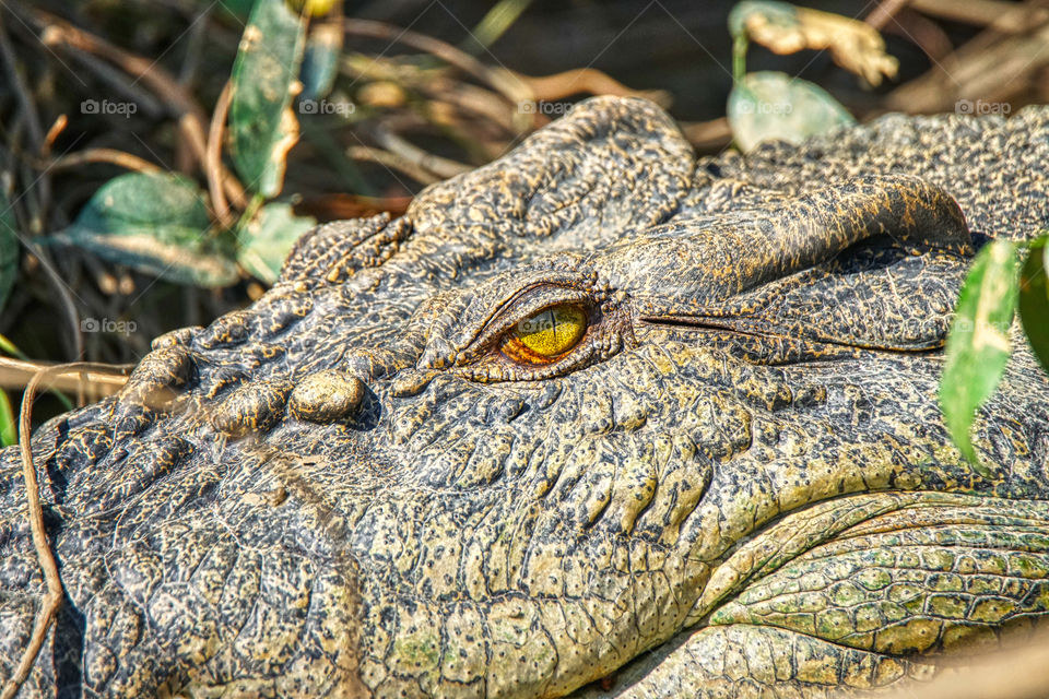 Salt water crocodile