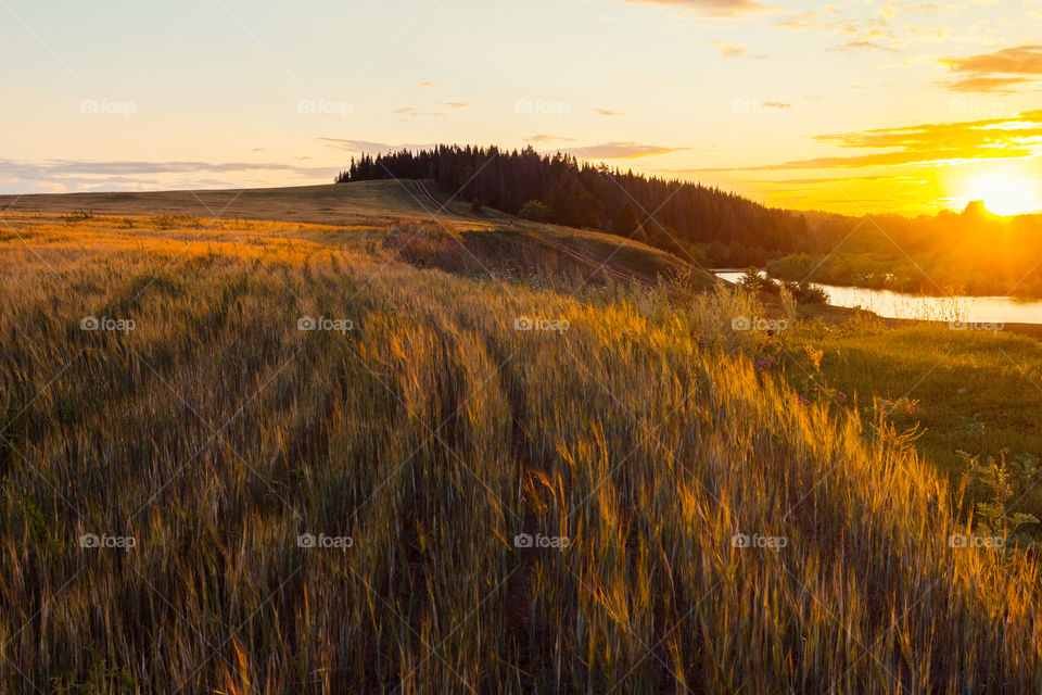 Sunset in the field