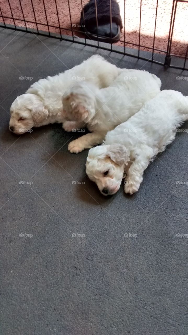 3 Little pups having a nap.