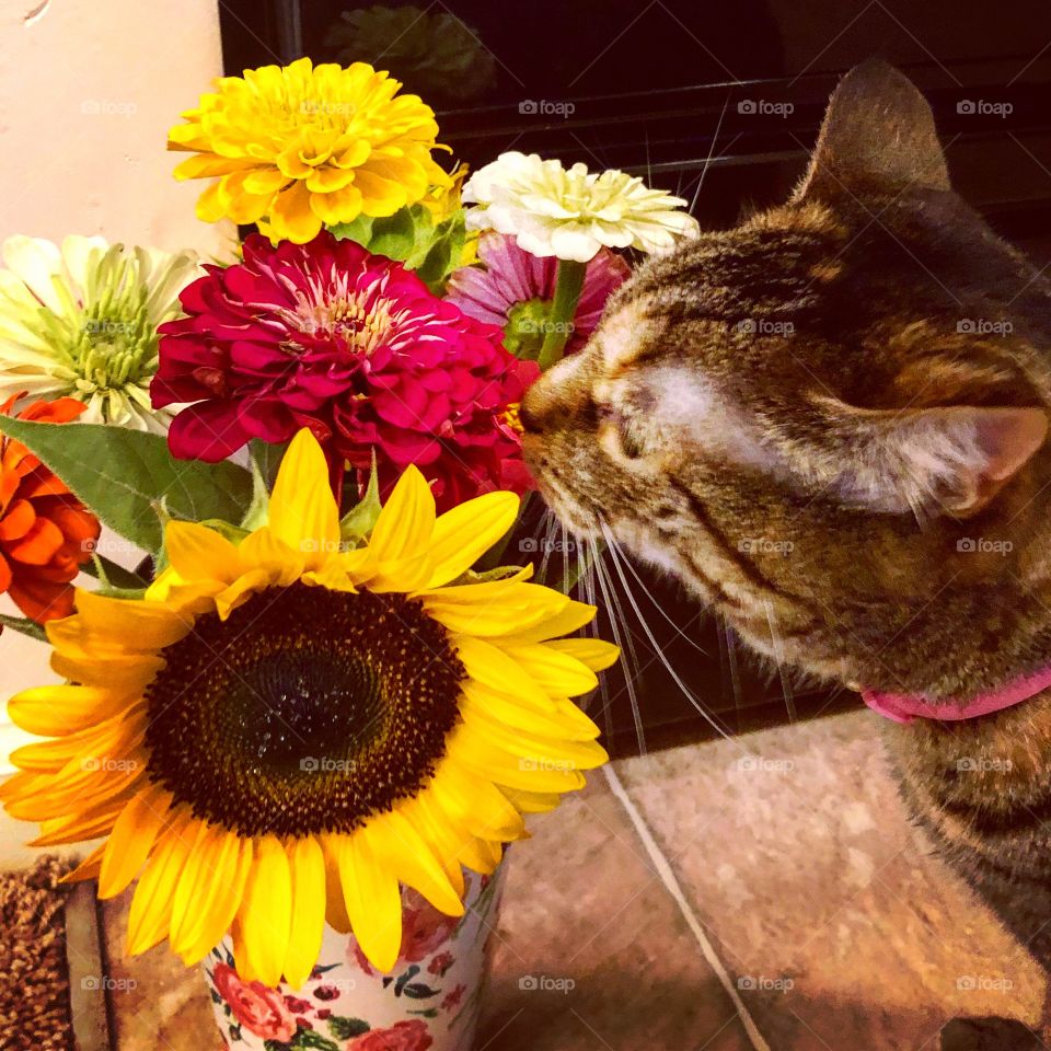 Curios cat smelling a bouquet of flowers 