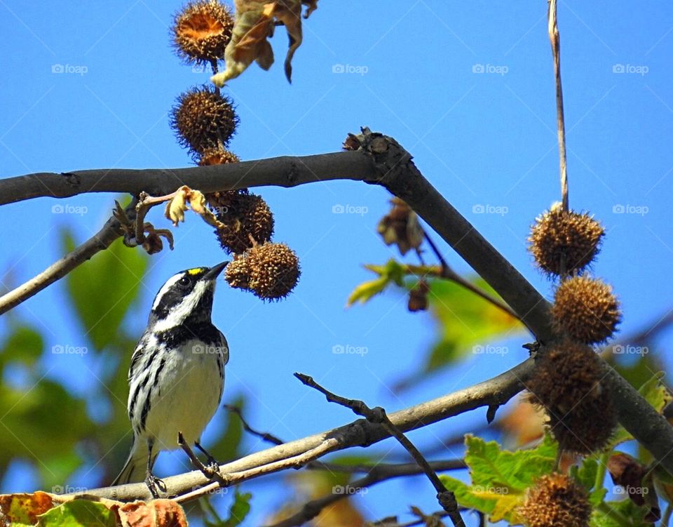 Black-Throated grey warbler