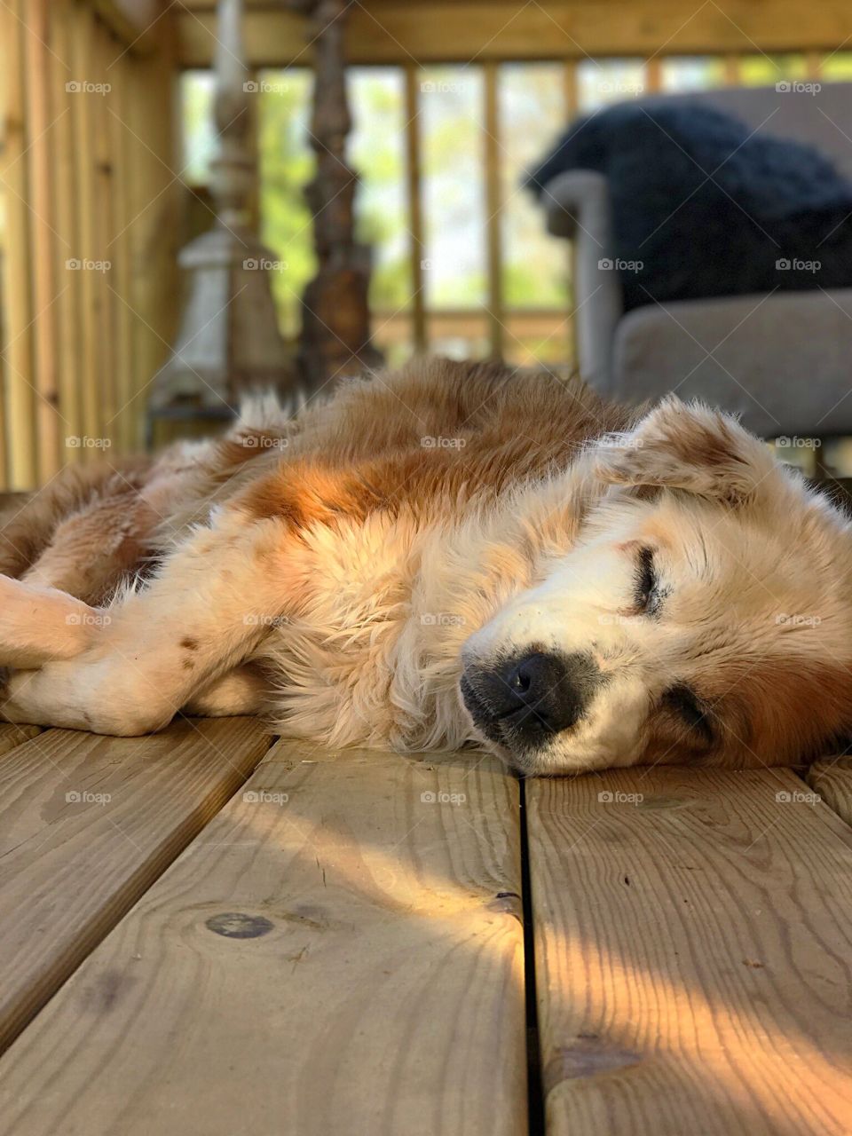 Beautiful Sleeping Dog