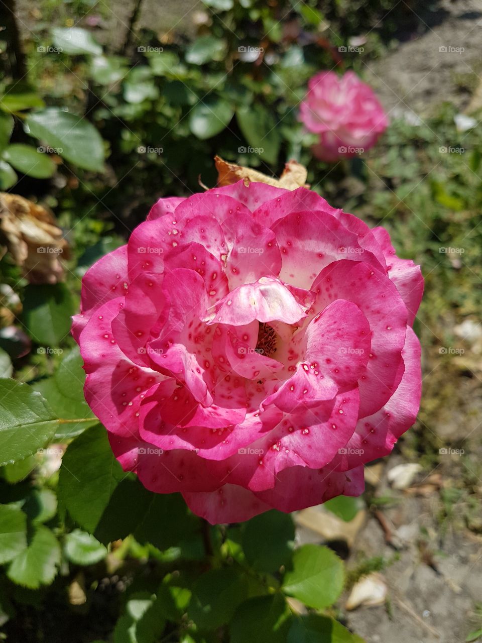 red flower blossom