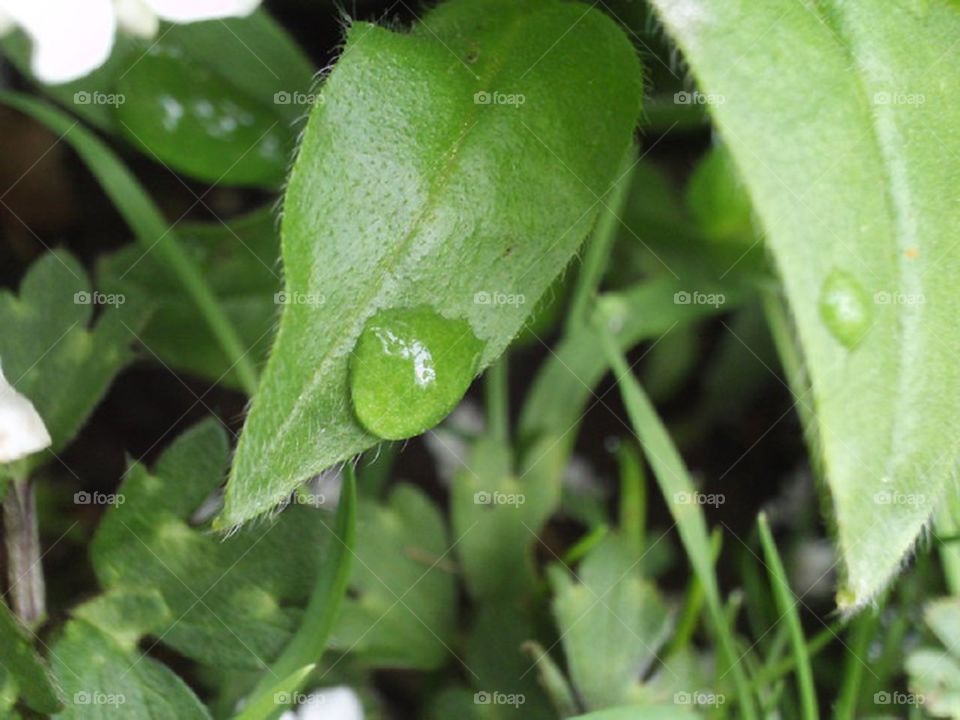 Dew drop on a leaf